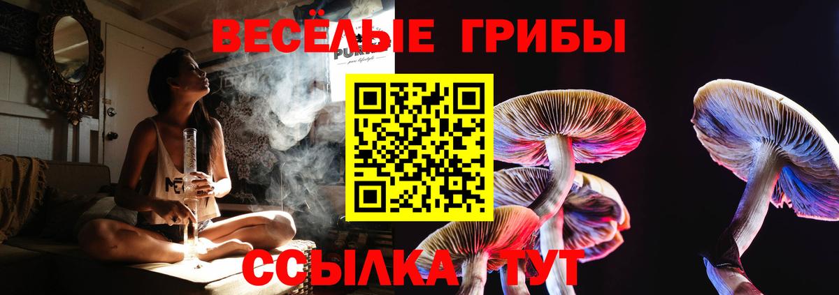 Псилоцибиновые грибы Psilocybe Новодвинск